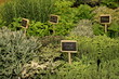 plantes aromatiques