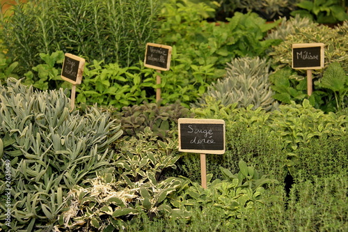 plantes aromatiques