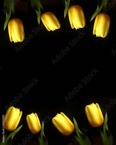 Photo: yellow tulips frame yellow tulips frame