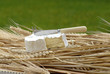 fromage de normandie