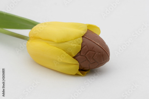 Photo: laying egg laying egg