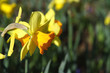 jonquilles