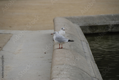 bird bird