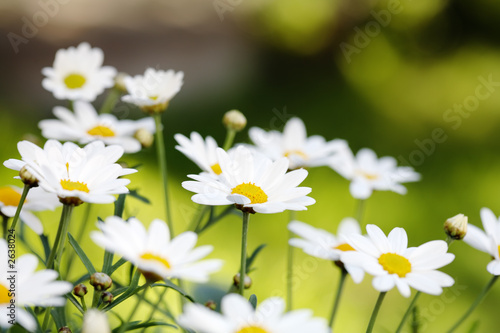 Photo: summer flowers summer flowers
