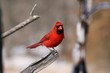 portrait of cardinal portrait of cardinal