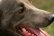happy dog close happy dog close
