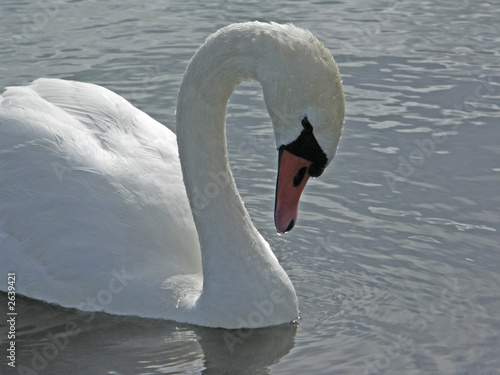 swan
