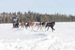 Foto: sled dog race northern ontario sled dog race northern ontario