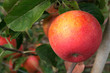 red apple