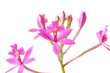 Epidendrum