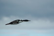 cormorant in flight