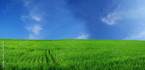 wheat field over beautiful blue sky wheat field over beautiful blue sky