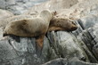 sea lions love