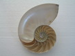 nautilus-muschel