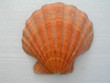 Foto: muschel muschel