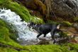 dog drink from creek