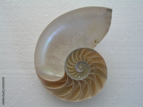 Foto: nautilus-muschel nautilus-muschel