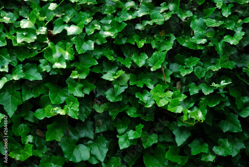 Photo: horizontal ivy background horizontal ivy background