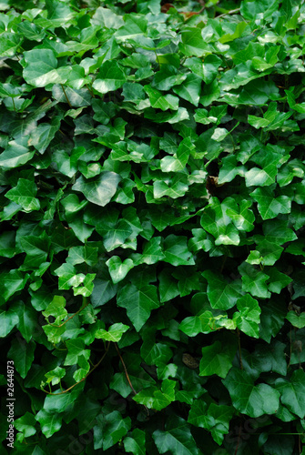 Photo: vertical ivy background vertical ivy background