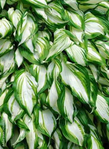 Photo: mature hosta leaf background mature hosta leaf background