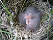 three poults