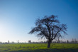 tree in the field