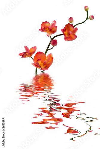 orchid