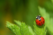 coccinelle coccinelle