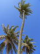 cocotier01 cocotier01