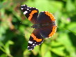 vanessa atalanta