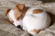 sleeping puppy sleeping puppy