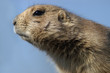 prairie dog portrait