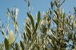 oliviers de provence oliviers de provence