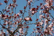 enfin le printemps ! enfin le printemps !