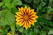 fleur du soleil