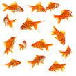 lots of goldfishes