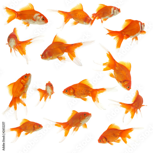 lots of goldfishes