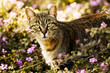 cat in garden