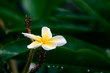 yellow plumeria 1