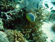 poisson et corail