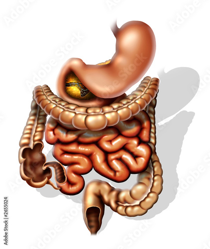 stomach