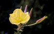 evening primrose (oenothera biennis)