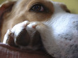 dogs