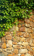ivy climbing the old wall