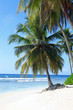 palm trees on tropical island beach