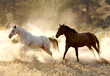 running free running free