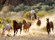 bringing in the herd