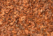 ecorces de cacao ecorces de cacao