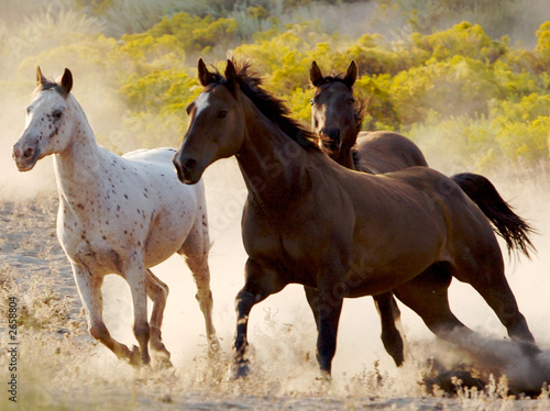Foto: running free running free