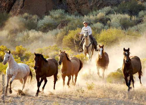 Photo: bringing in the herd bringing in the herd